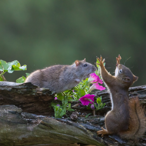 unwanted guest