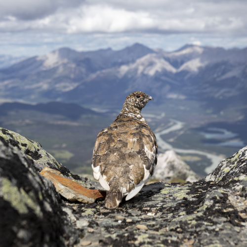 Mountain Chicken