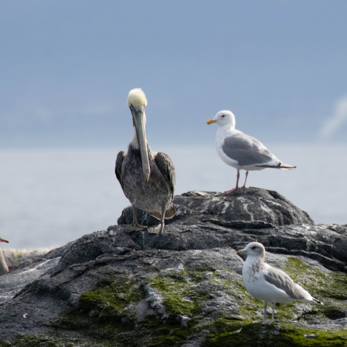 Impertinent Pelican