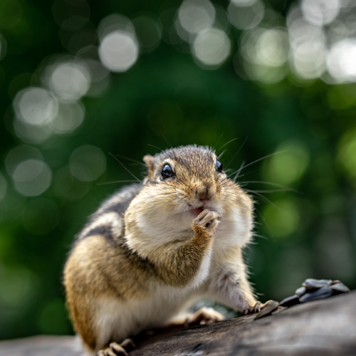 Chipmunk