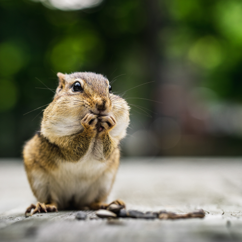 Chipmunk
