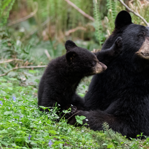 Tenderness