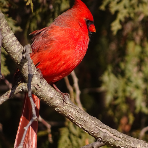 Red Splendour