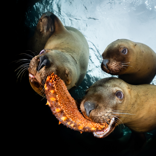 Sea Cucumber Sea Lions
