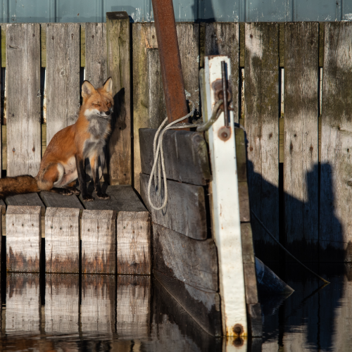 Urban Fox on the docks