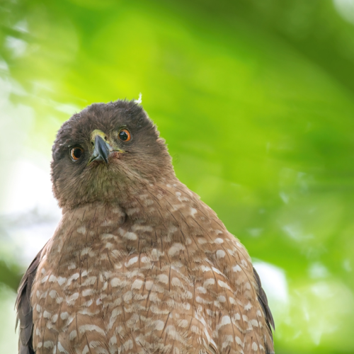 coopers hawk