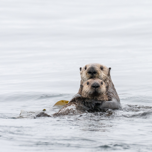 Guardians of the Kelp
