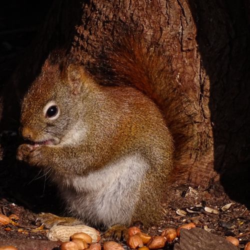 Nuts about nuts
