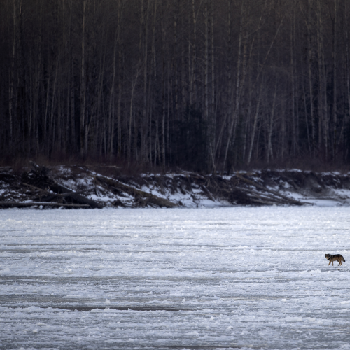 Cautious Crossing