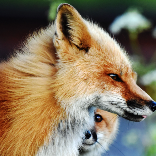 Vixen and shy kit