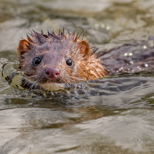 Swimming Mink