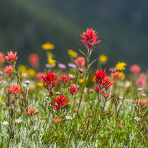 Wildflowers