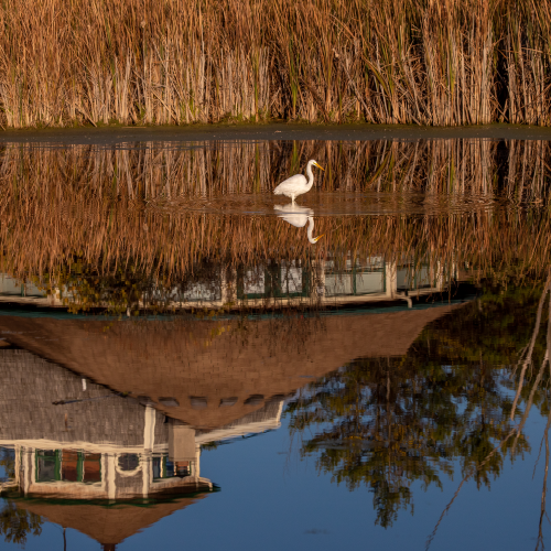Urban Egret