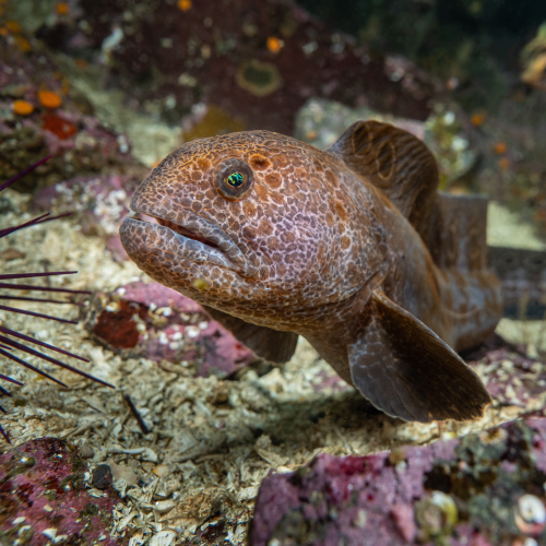 Adolescent Wolf Eel on the Prowl
