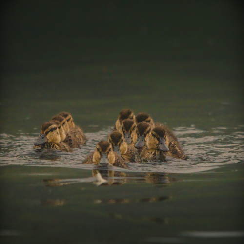 Table for 11