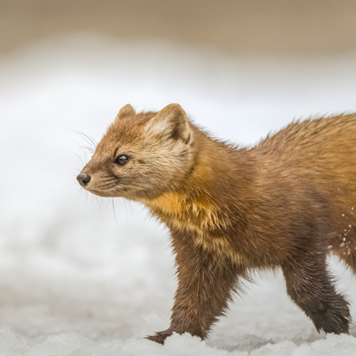 Marten on the Move