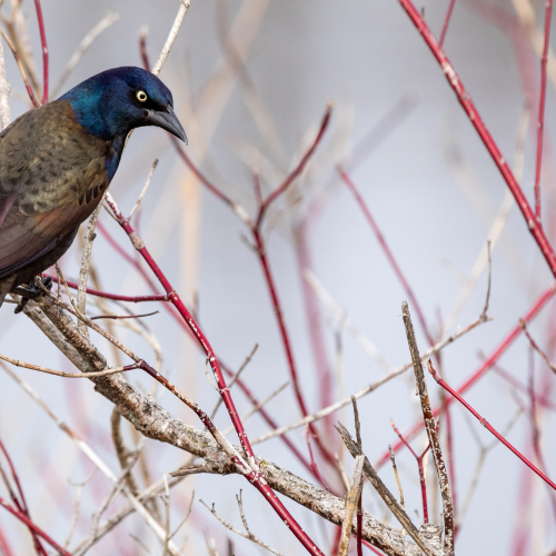 Common Grackle