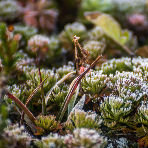 Frosty Alpine Plants