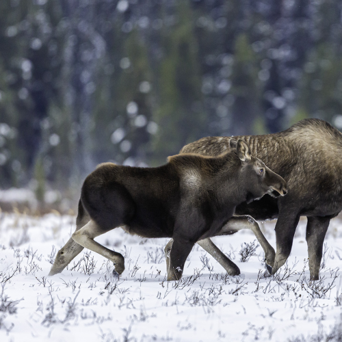 Mother and calf