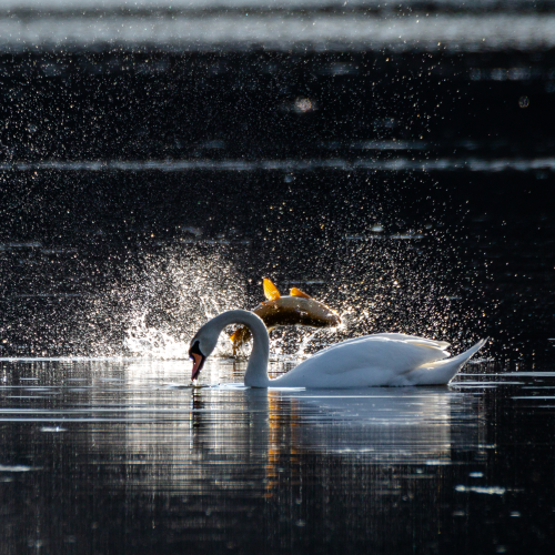 Swan gets photobombed by Carp