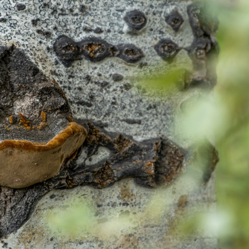 wooden frog