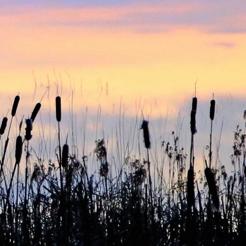 Cattails at Twilight 