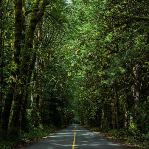 Mystique Tunnel