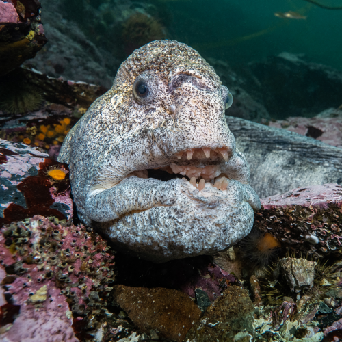 Gentle Giant