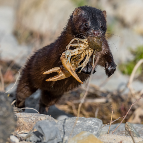 Mink with catch
