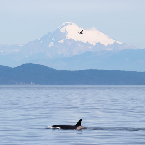 The Salish Sea