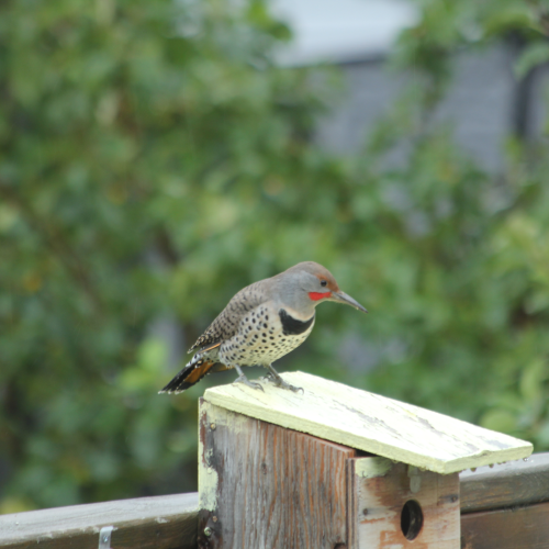 Northern Flicker