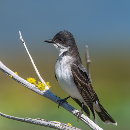 eastern king bird