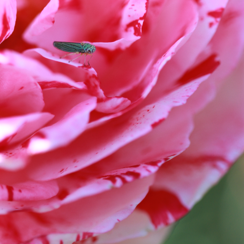 Bug on Rose