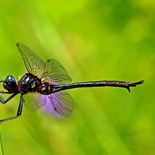 Dragonfly on a Hot Summer's Day