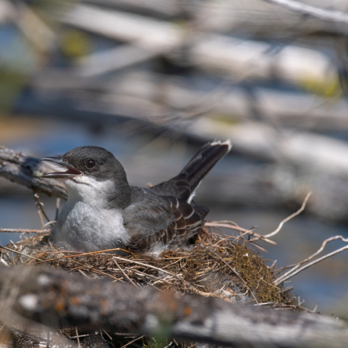 eastern king bird in the nest