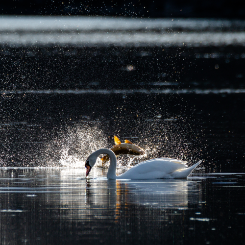 swan gets photobombed