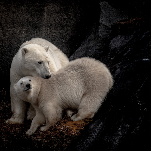 Mom and cub nursing