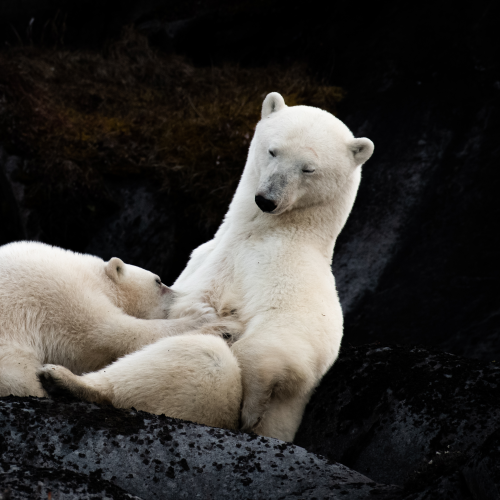 Mom and cub nursing