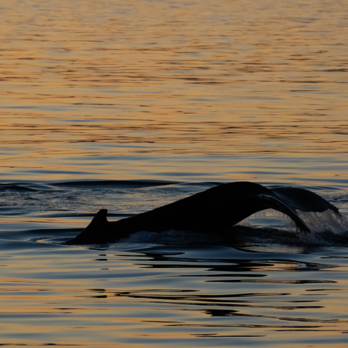 Sunset Dive