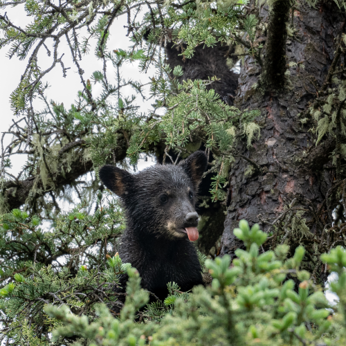 Little Bear