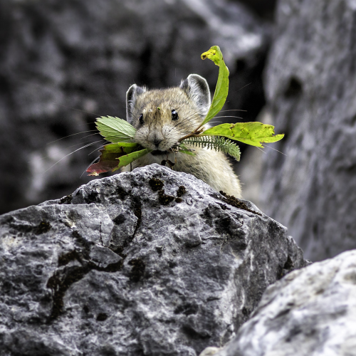 Pika collecting food