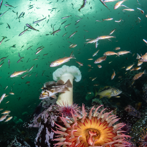 Fish and Fish Eating Anemone