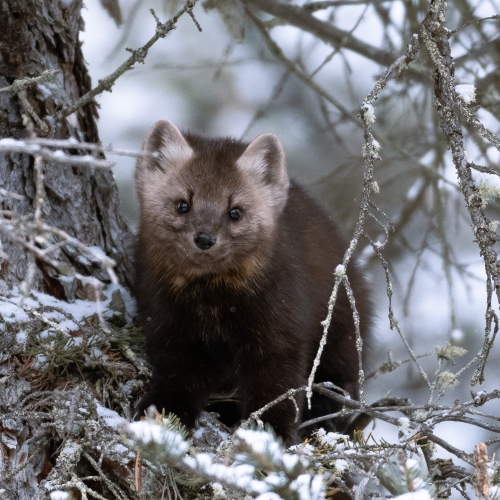 Pine Marten