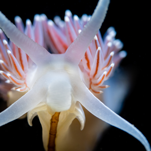 Jewel of the Sea