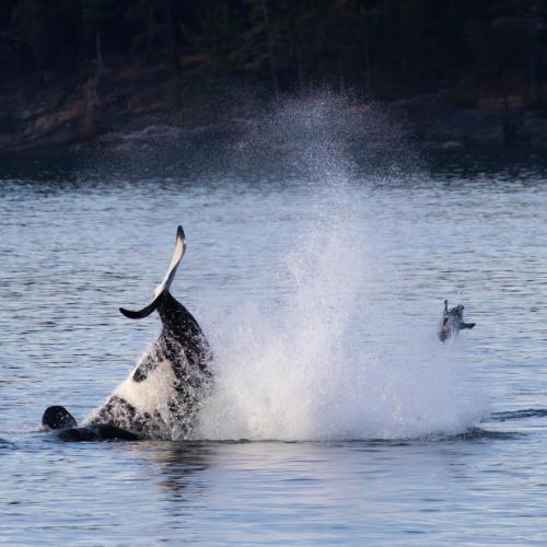 The Seal Kick