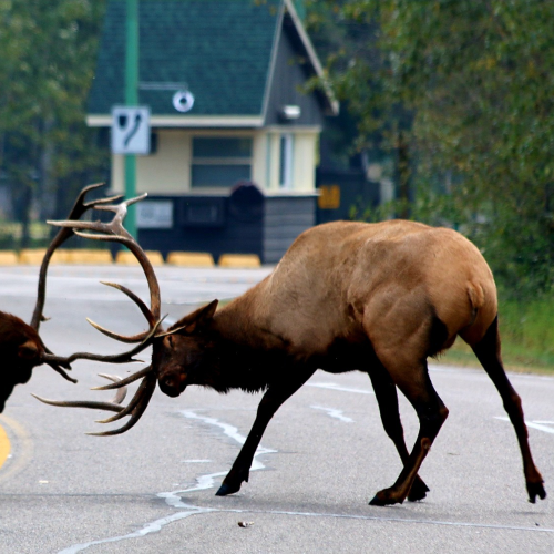 Road block
