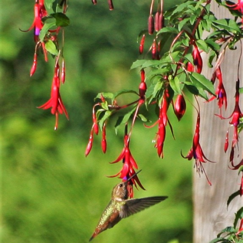 Suspended Glory