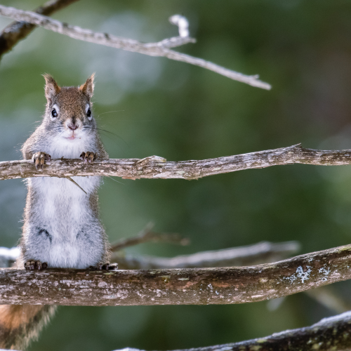 Curious Squirrel