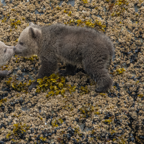 Grizzly cubs smooching 