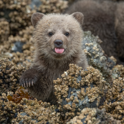 Sassy Grizzly Bear Cub